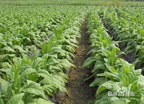 cpa税法中烟叶税学习攻略