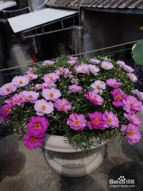 太阳花怎么养爆盆