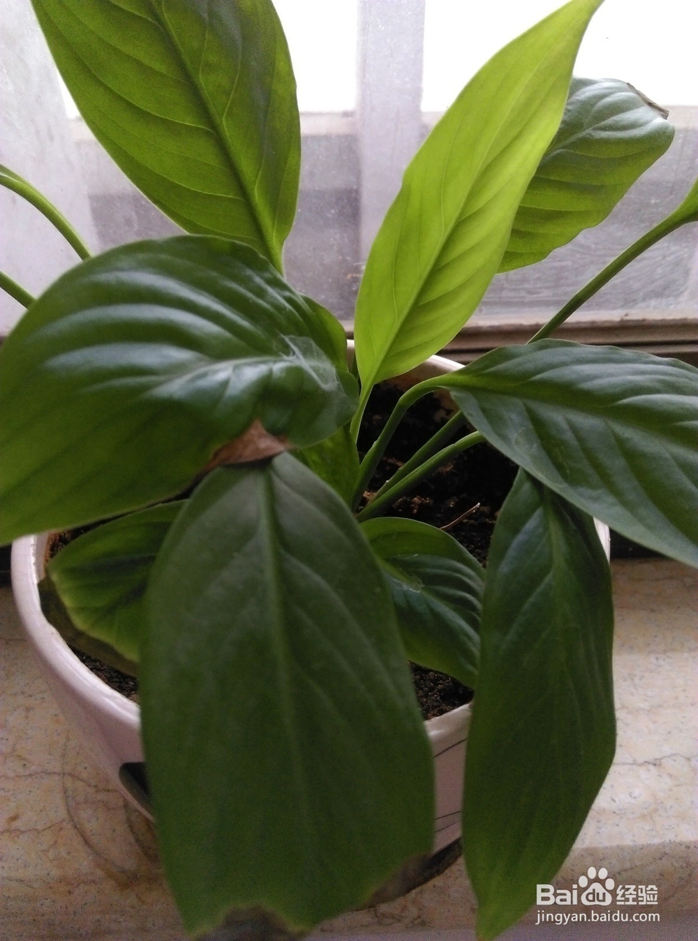 养花的浇水问题