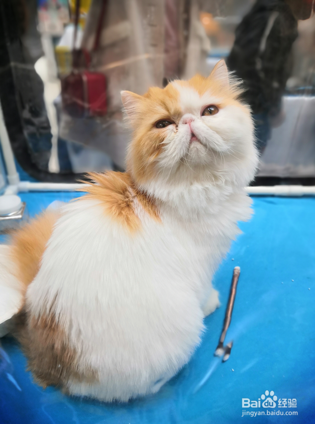 新手养猫需要准备些什么