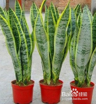 如何养金边虎皮兰