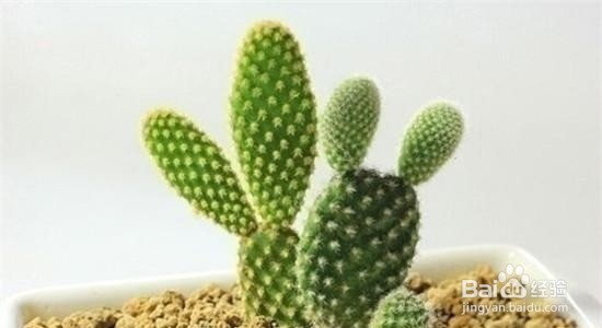 腮腺炎用仙人掌怎么敷