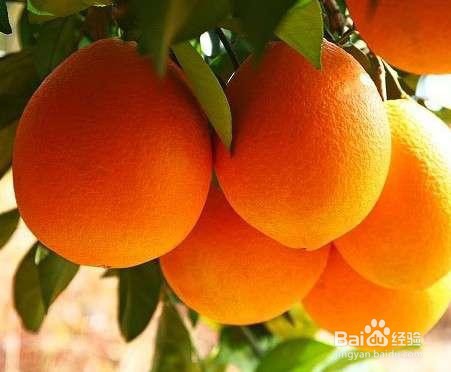 买脐橙的时候怎么挑选