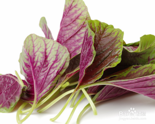 常见的野菜有哪些？