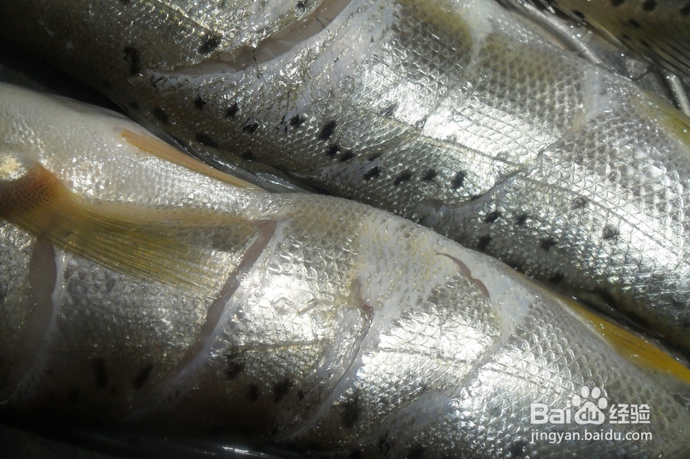 怎么做葱油鲈鱼