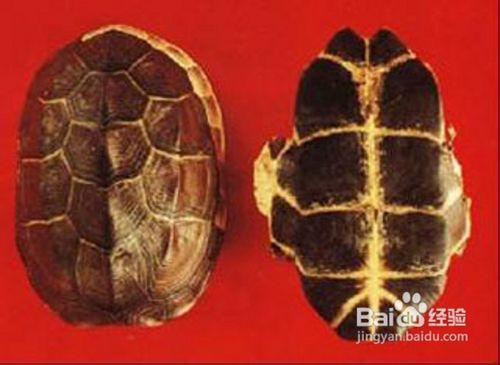 10种食物超级补肾