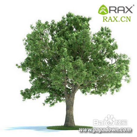 野外能救命的植物是什么？