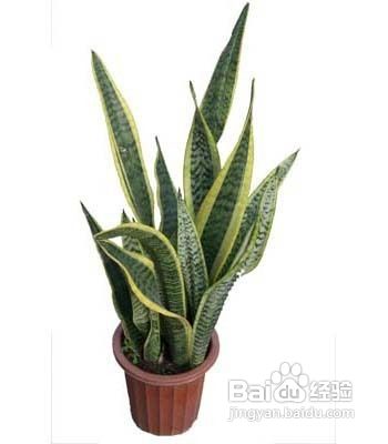 甲醛危害及去除甲醛的六大植物