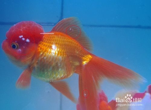 金鱼身上有很多白点怎么办 百度经验
