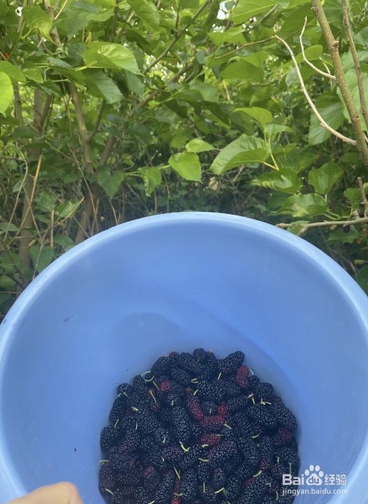 刚摘的桑葚怎么保存