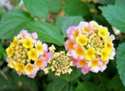 五色梅开花少怎么办