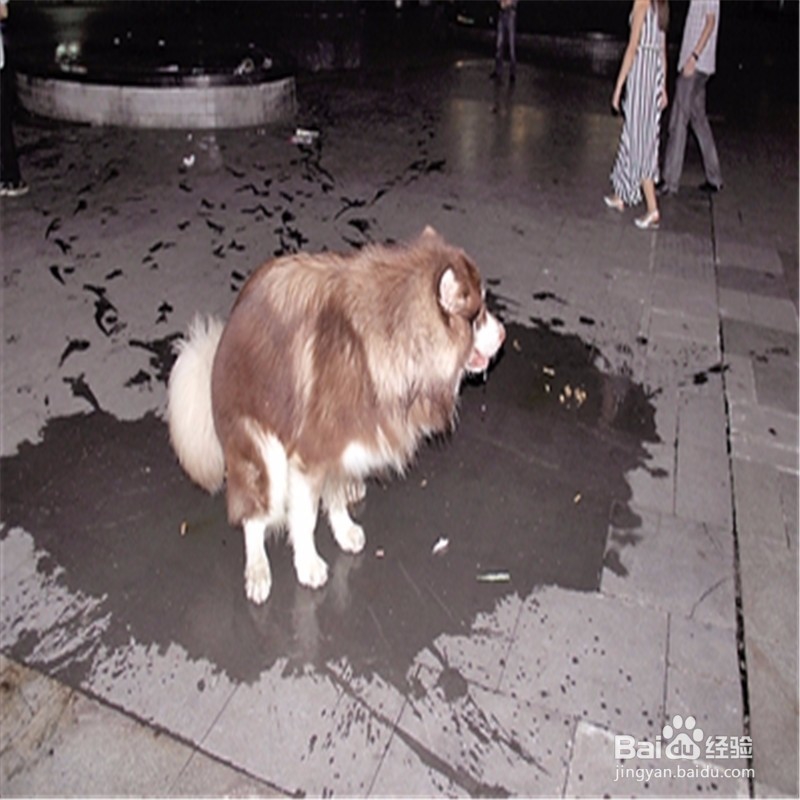 怎么训练狗狗在固定地方大小便