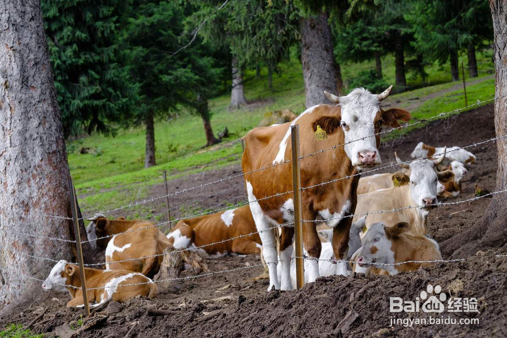 如何设计农房进行家庭养殖