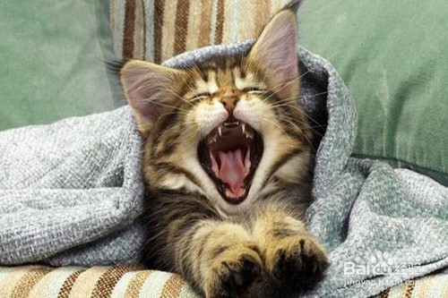 猫咪有哪些常见的疾病？应该怎么处理