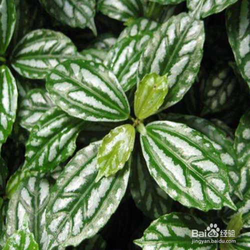 冷水花种植时需要注意什么?