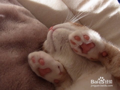 揭秘为何不能碰猫咪的肉垫！