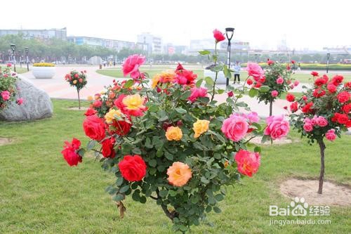 月季树养殖方法