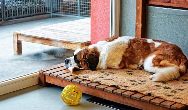 狗十年相当于人几岁