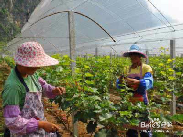 百香果种植搭设棚架方法