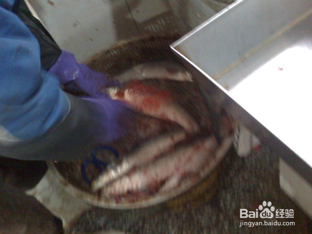 谈谈年轻的爸爸妈妈告诉孩子过年趣事--收拾鲜鱼