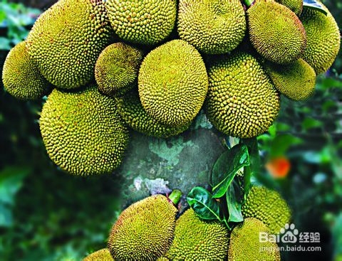 不一样的海南旅游攻略：[3]如何购买热带水果