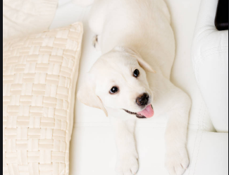 拉布拉多犬身上有股味道怎么去除呢