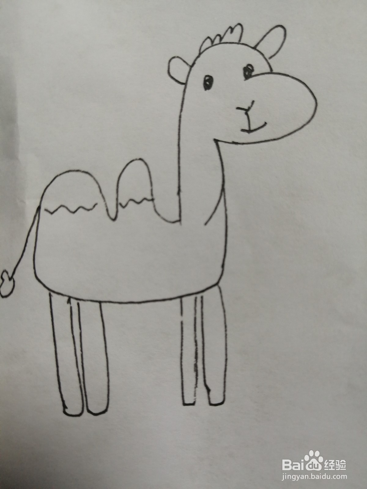 <b>可爱的骆驼怎么画</b>