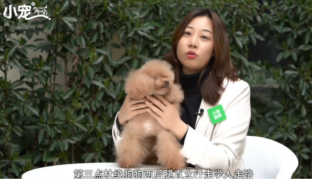 怎么预防与医治狗狗髌骨脱位