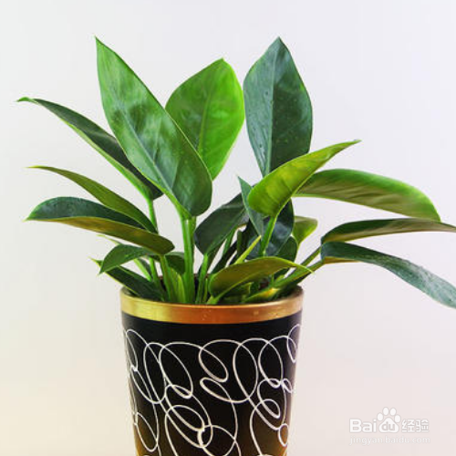 家里养的金钻叶子为什么变成外卷了？