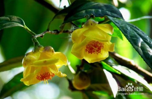 金花茶树苗的种植及繁殖方法