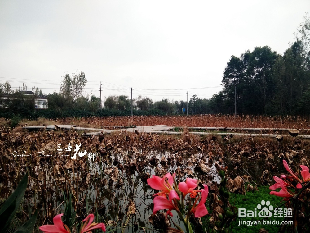 【校园指南】四川师范大学成龙校区出行篇