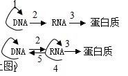 高中生物学习方法：[8]基因对性状的控制