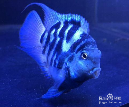 迷你鹦鹉鱼怎么配对