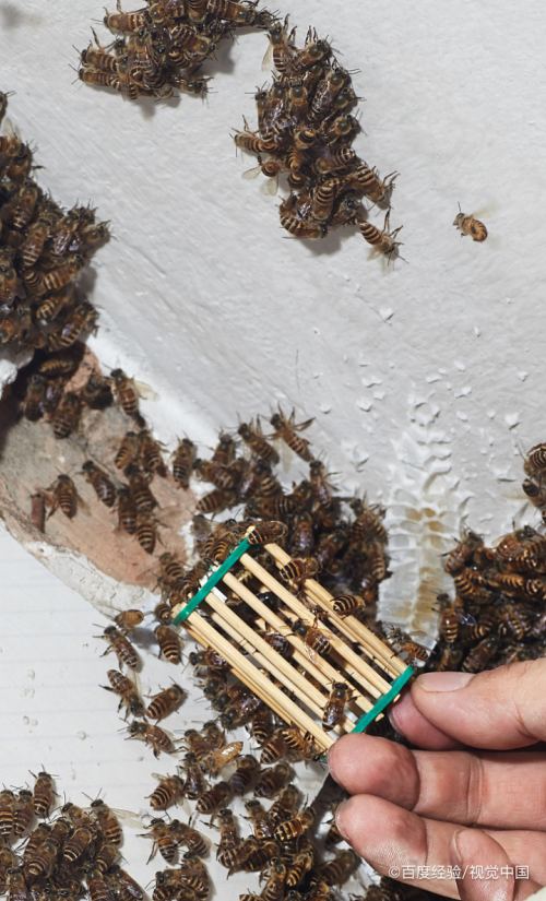 蜂王死了其他蜜蜂怎么办