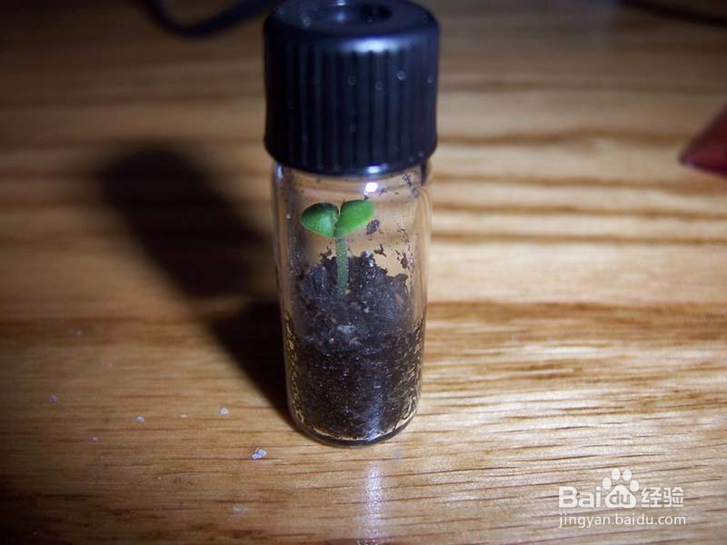 怎样在瓶子里中一颗小草放在办公桌上面做摆件