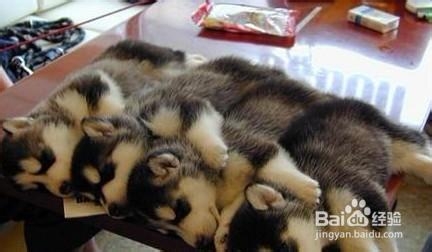 狗狗老掉毛怎么办?需要注意哪些问题?