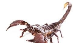 蝎子死亡起因及其预防