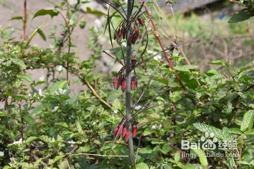 中药入菜强身健体祛百病