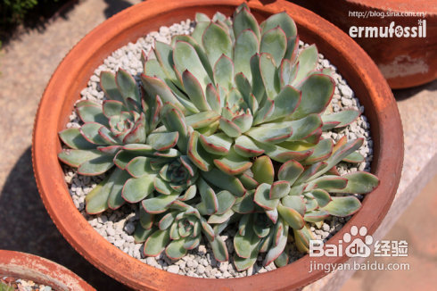 【多肉植物知识】多肉植物中的“缀化-锦-群生”