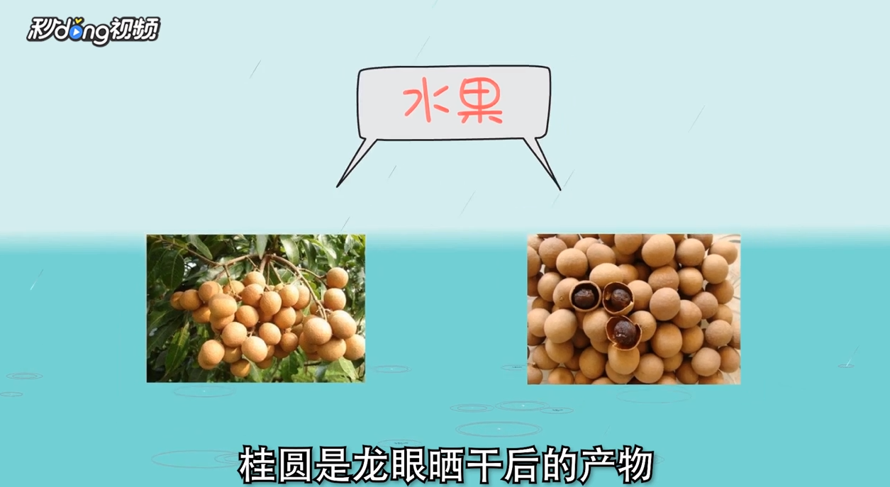 龙眼和桂圆怎么区分？