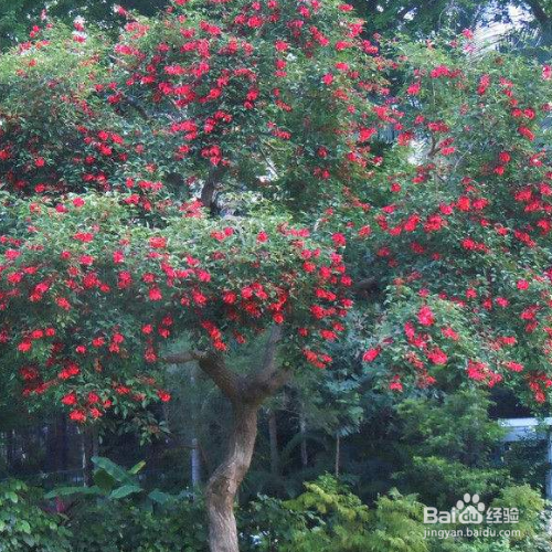 在家中该怎么养殖鸡冠刺桐？