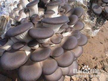 平菇出完一茬菇后该怎么管理