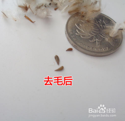 勋章菊种子的种植方法