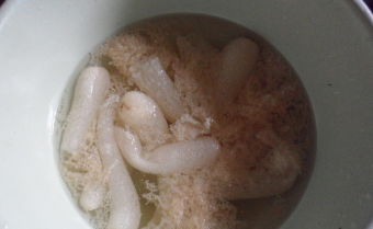 制作竹荪排骨汤