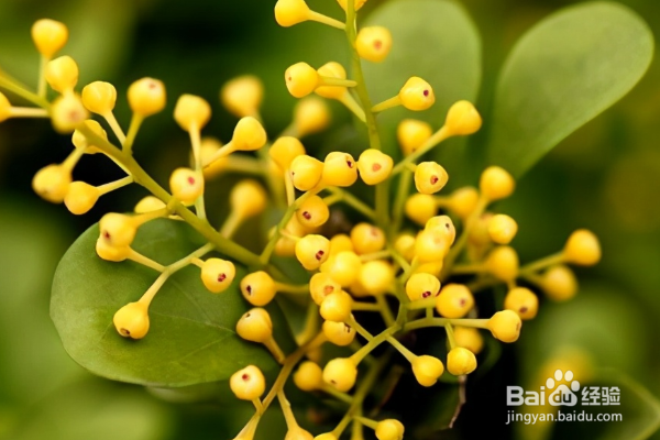 米兰花的养殖方法和注意事项？