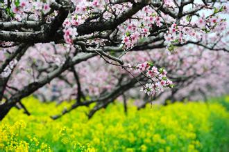 不用香水，身体自然香味飘散，诀窍你知道吗？