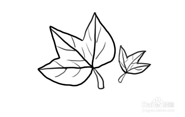 植物简笔画，怎么画枫叶