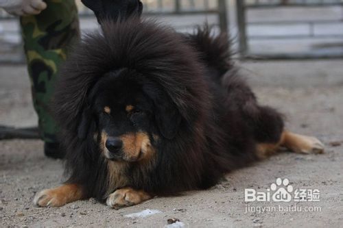 藏獒为什么那么贵