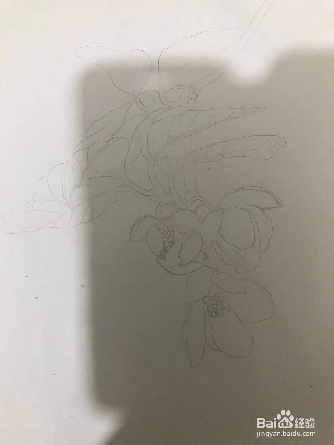 画五味子的花朵和枝叶