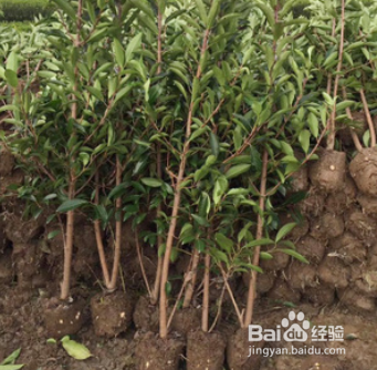 怎么区分真假山竹苗